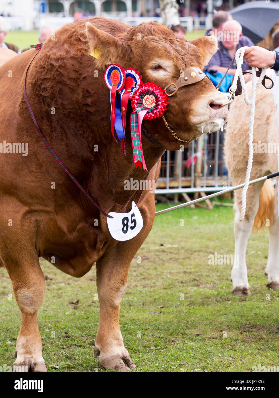 Turriff, Schottland, Großbritannien. Juli 31, 2017. Eine preisgekrönte britische Limousin Stier mit Rosetten Credit: AC Images/Alamy leben Nachrichten Stockfoto