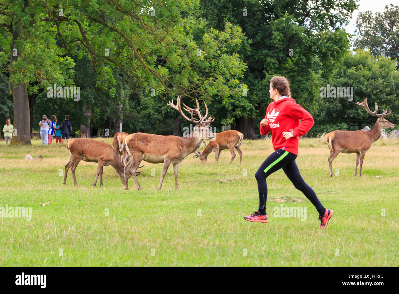 Richmond Park, London, UK, 1. August 2017. Ein Jogger in Rot top läuft verwegen Vergangenheit eine Gruppe von stolzen Rotwild (Cervus elaphus) Hirsche in der Nachmittagssonne. Die Hirsche in Richmond Park genießen Sie die schönen Nachmittag Sonnenschein an einem meist hellen Tag mit gelegentlichen Schauern. Credit: Imageplotter Nachrichten und Sport/Alamy leben Nachrichten Stockfoto