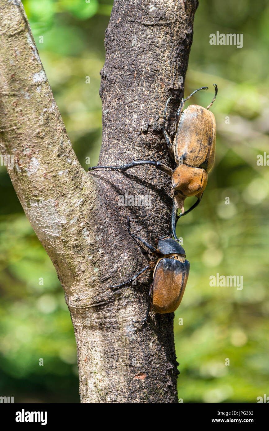 Elefanten-Käfer (Megasoma Elephas), tierische paar auf Baumstamm, Provinz Limon, Costa Rica Stockfoto