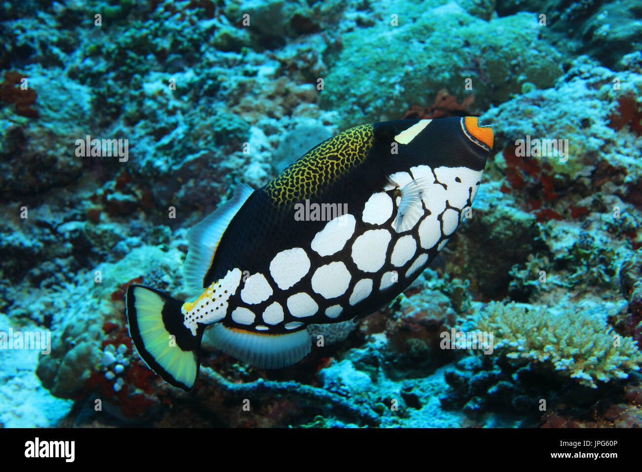 Clown Drückerfisch (Balistoides Conspicillum) Unterwasser im Korallenriff des Indischen Ozeans Stockfoto