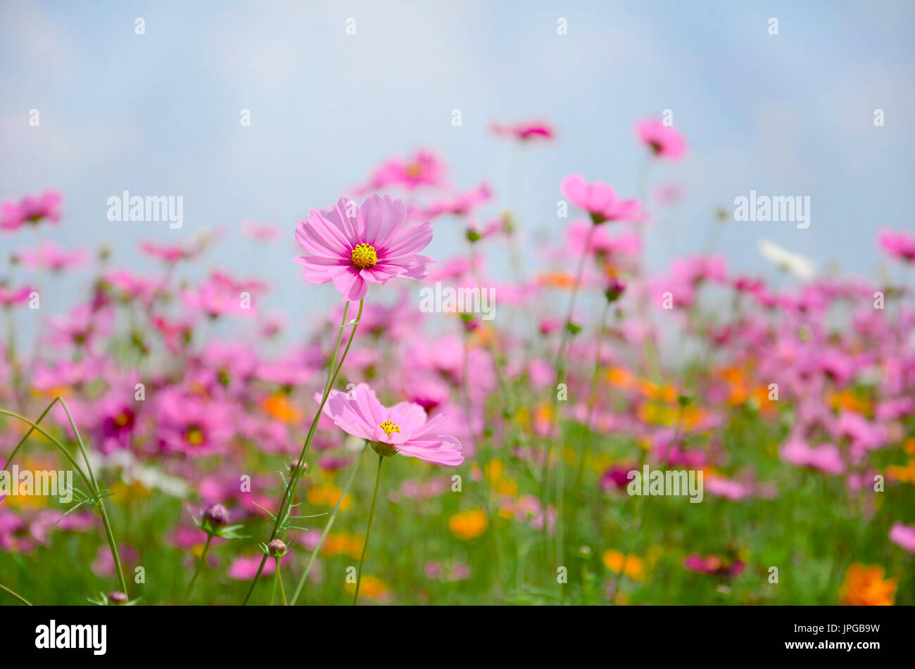 Kosmos-Feld an sonnigen Tag mit klarem Himmel. Stockfoto