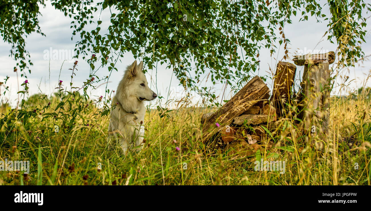 Ein weißer Hund (ein berger blanc suisse oder weißer Hirte) sitzt unter dem Unterholz, das wachsam aussieht. Stockfoto