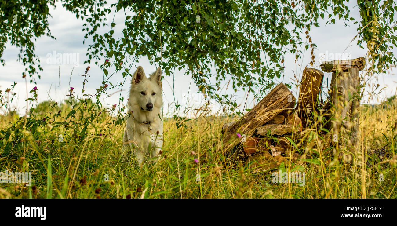 Ein weisser Hund (ein Berger Blanc Suisse oder Weisser Schäferhund) sitzt unter den Unterholz suchen. Stockfoto