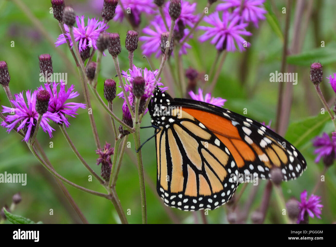 Schmetterling Stockfoto