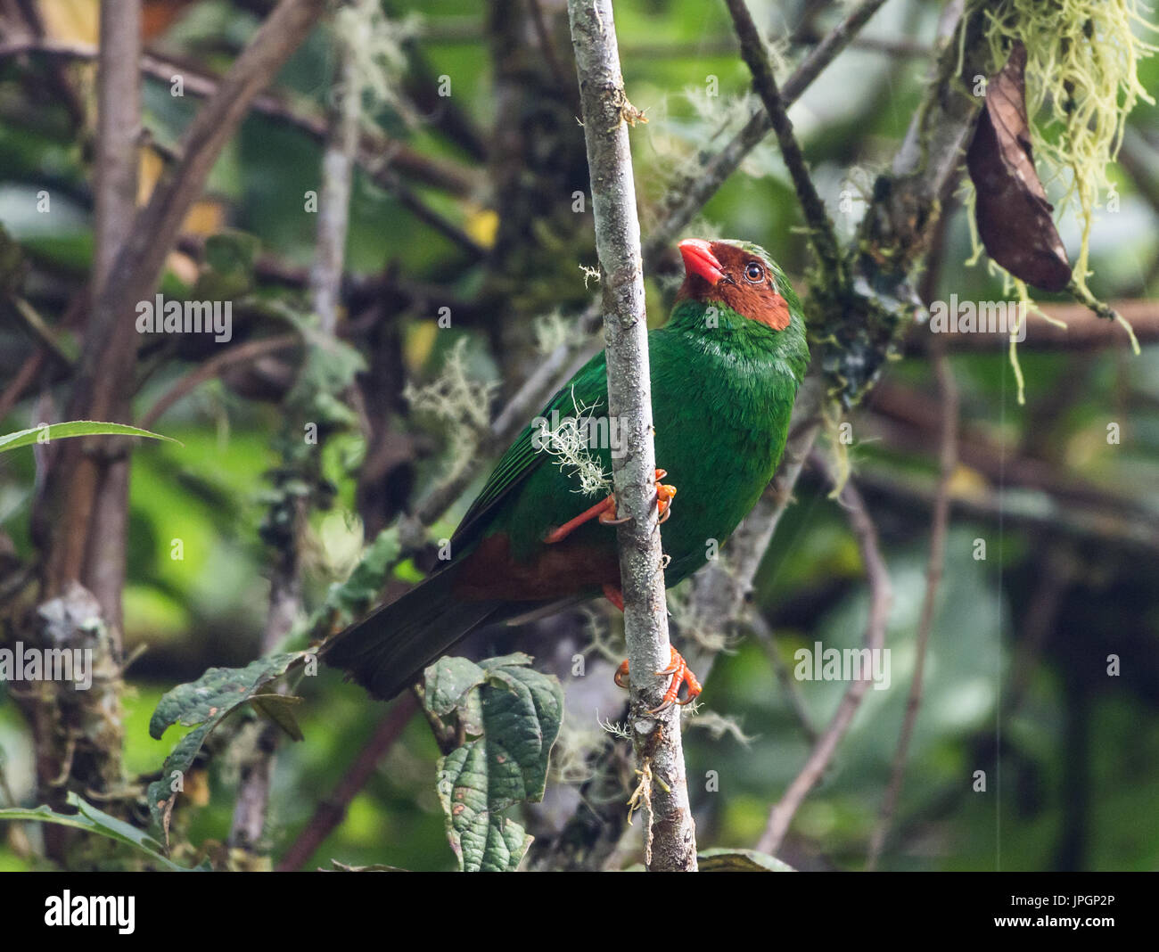 Grasgrün Tanager (Chlorornis Riefferii). Kolumbien, Südamerika. Stockfoto