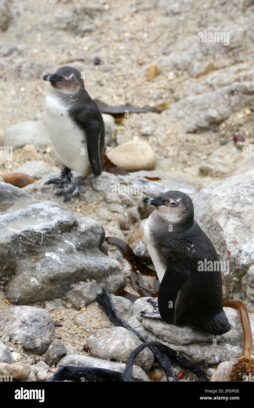 Junge afrikanische Pinguin oder Jackass Pinguin (Spheniscus Demersus) in der Pinguinkolonie von Stony Point, immer neugierig auf Besucher Stockfoto