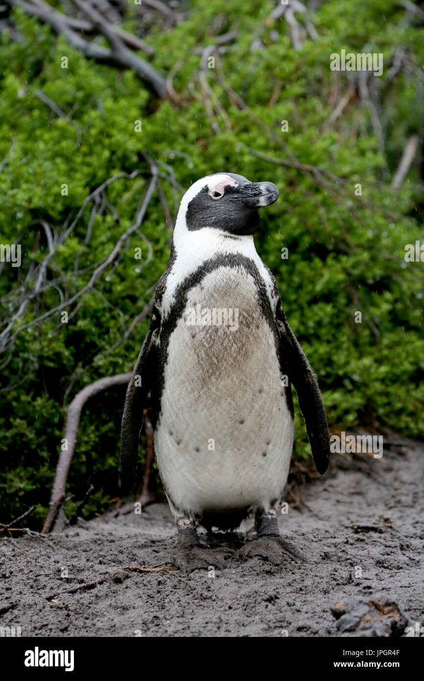 Porträt des Afrikanischen Pinguins oder des Jackasspinguins (Spheniscus demersus) in der Pinguinkolonie Stony Point Stockfoto