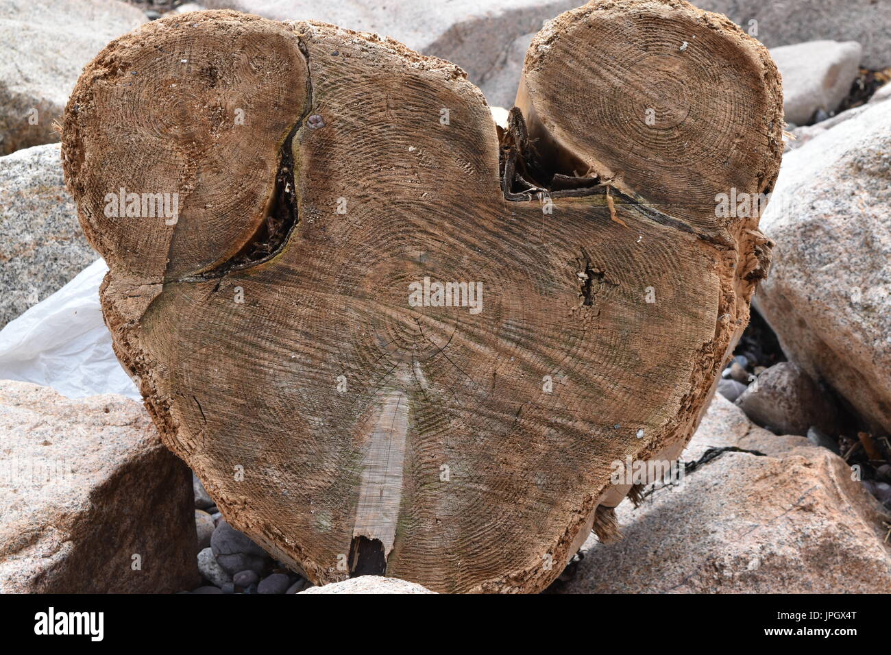 Querschnittsansicht eines Baumstammes angeschwemmt auf Felsbrocken. Jahresringe geben etwa 55 Jahre alt Stockfoto
