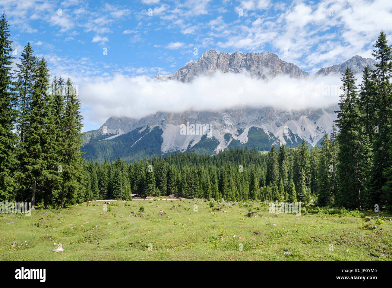 Blick auf die Zugspitze-Bergkette und Weide von Ehrwalder Alm, Ehrwald, Tirol, Österreich Stockfoto