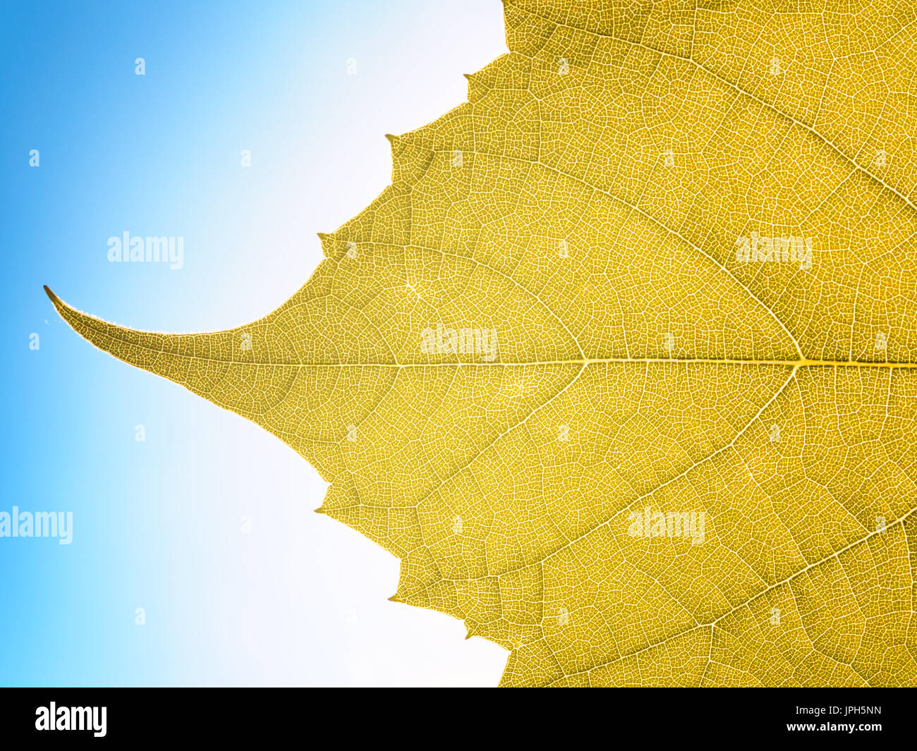 Lässt die Textur Blatt Hintergrund grün unter Sonnenlicht Makro Nahaufnahme Stockfoto