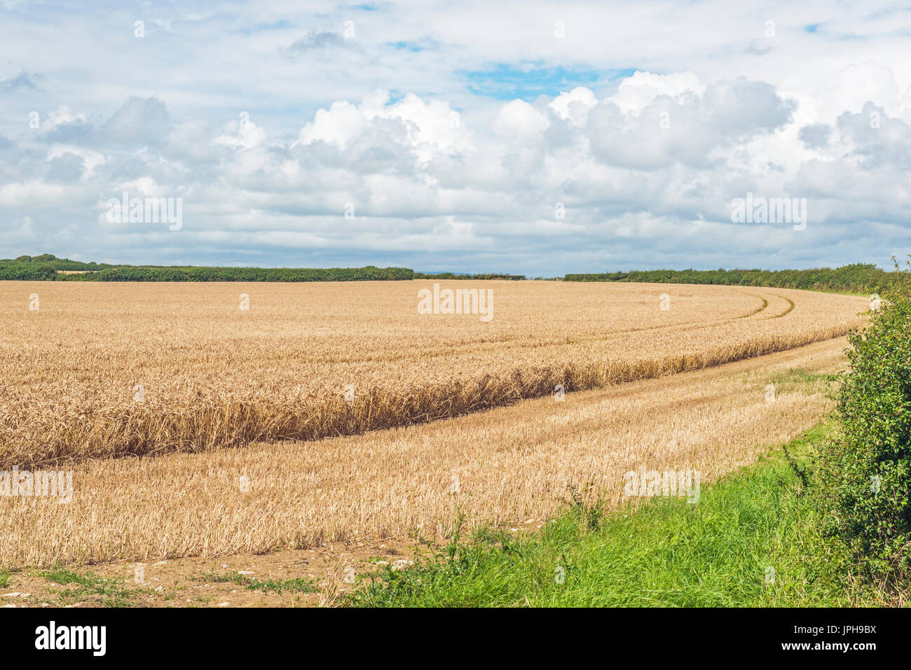 Weizenfeld In the Vale of Glamorgan Südwales Stockfoto