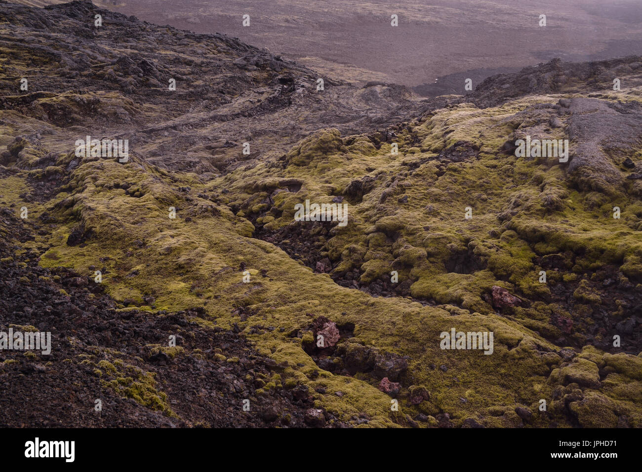 Moos wächst auf Schwarz gehärtetem Effusive Eruptionen an der Krafla, Island. Den Aufstellungsort von einer Serie großer Vulkanausbrüche in den 80er Jahren. Stockfoto