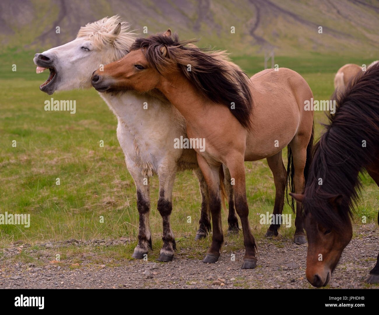 Zwei Islandpferde. Eine Pflege der anderen am Hals. Stockfoto