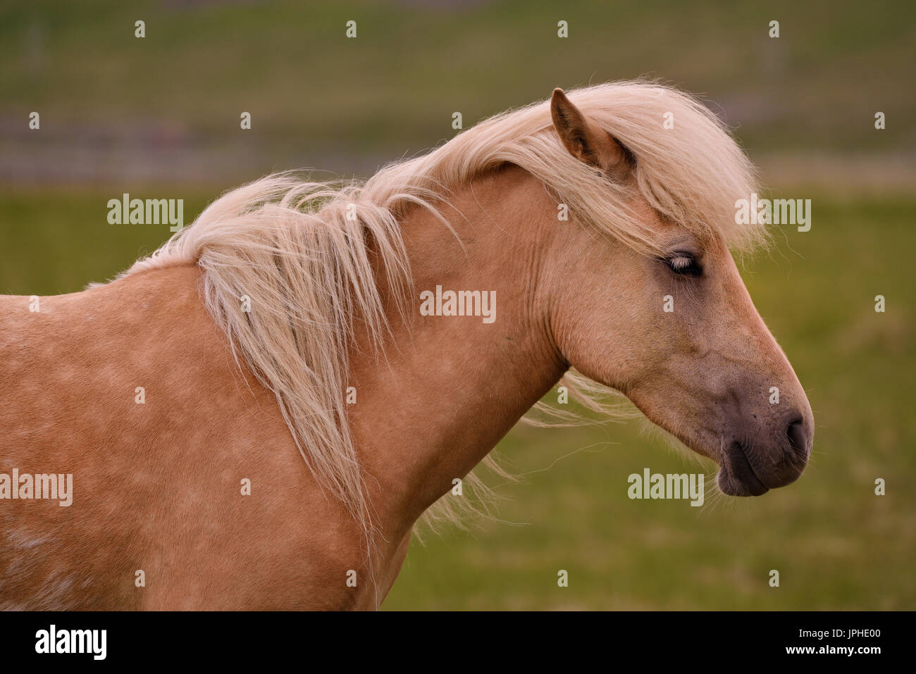 Seite portrait einer Islandpferd auf Island. Stockfoto