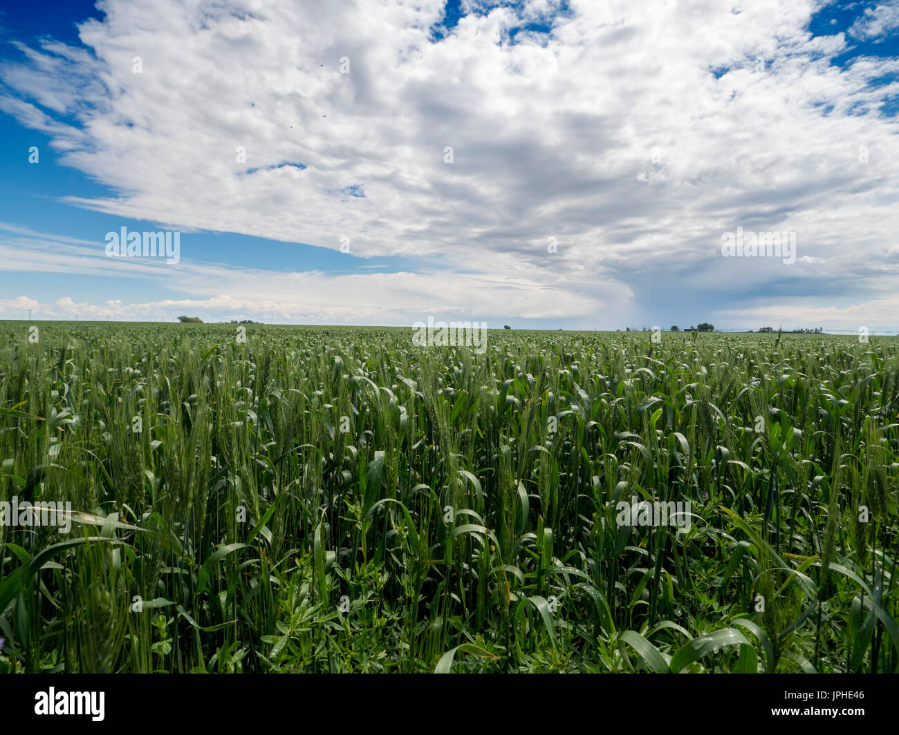 blauer Himmel auf dem Bauernhof Tage: Stockfoto