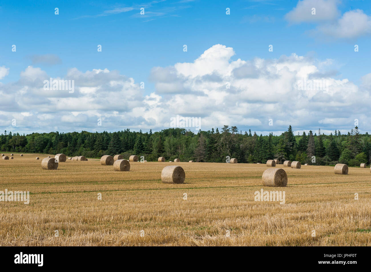 Geerntet Weizenfeld mit Strohballen, Prince-Edward-Insel, Kanada Stockfoto