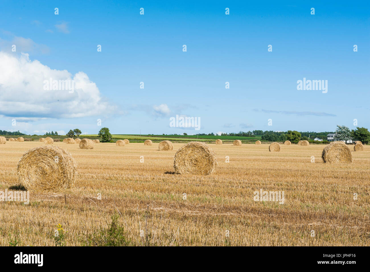 Geerntet Weizenfeld mit Strohballen, Prince-Edward-Insel, Kanada Stockfoto