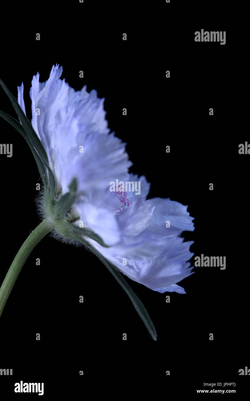 Die Studie schließen eines wilden scabious Stockfoto