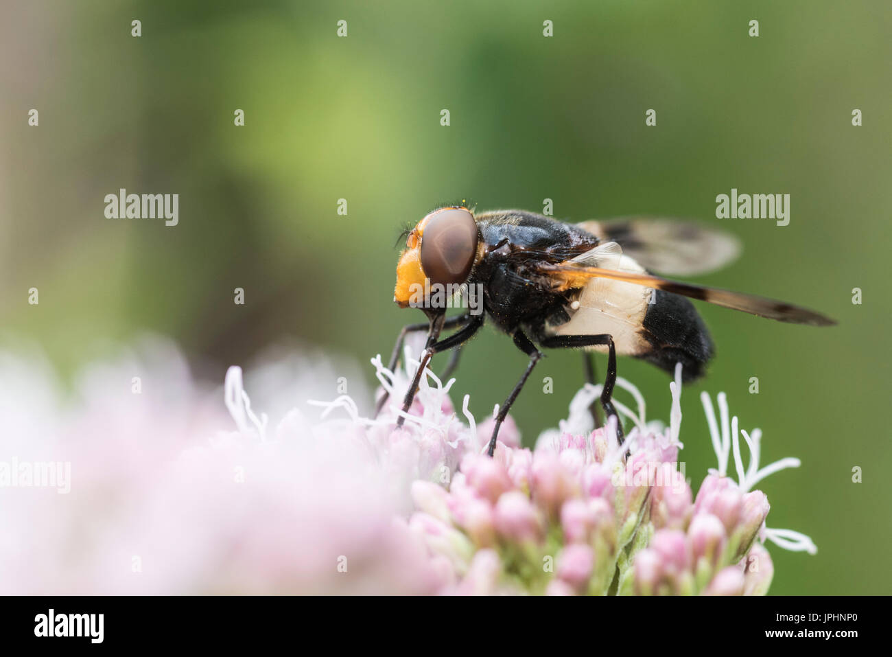 Ein Pellucid fliegen (Volucella Pellucens) Stockfoto
