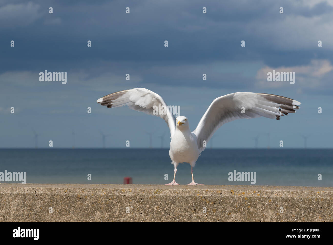 Möwen fliegen, gemeinsame britische Silbermöwe Stockfoto