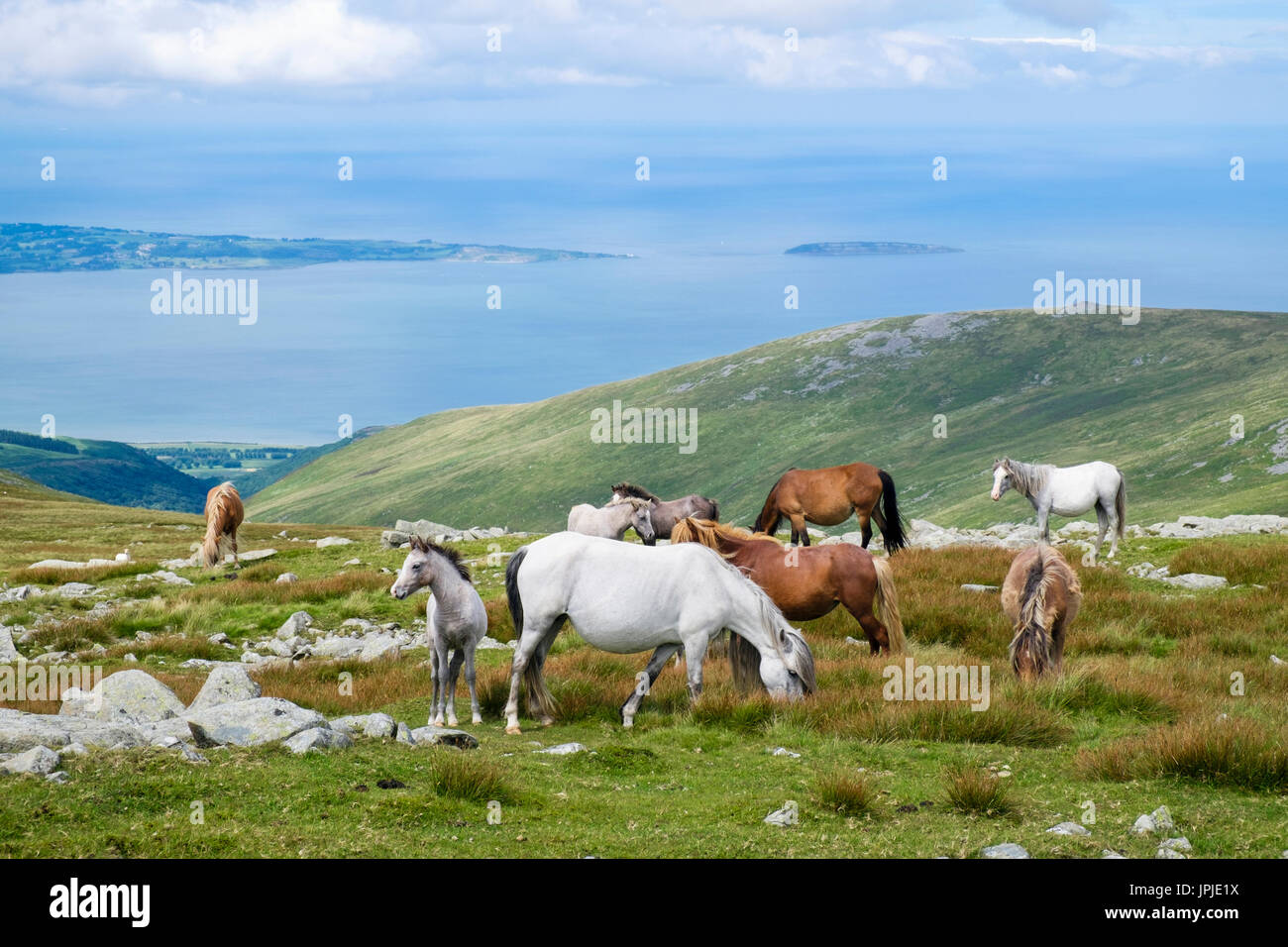 Semi-wilden Welsh Mountain Ponys und Fohlen auf Pisten des Garnedd Gwenllian in Carneddau Berge von Snowdonia National Park vor der Küste von North Wales UK Stockfoto