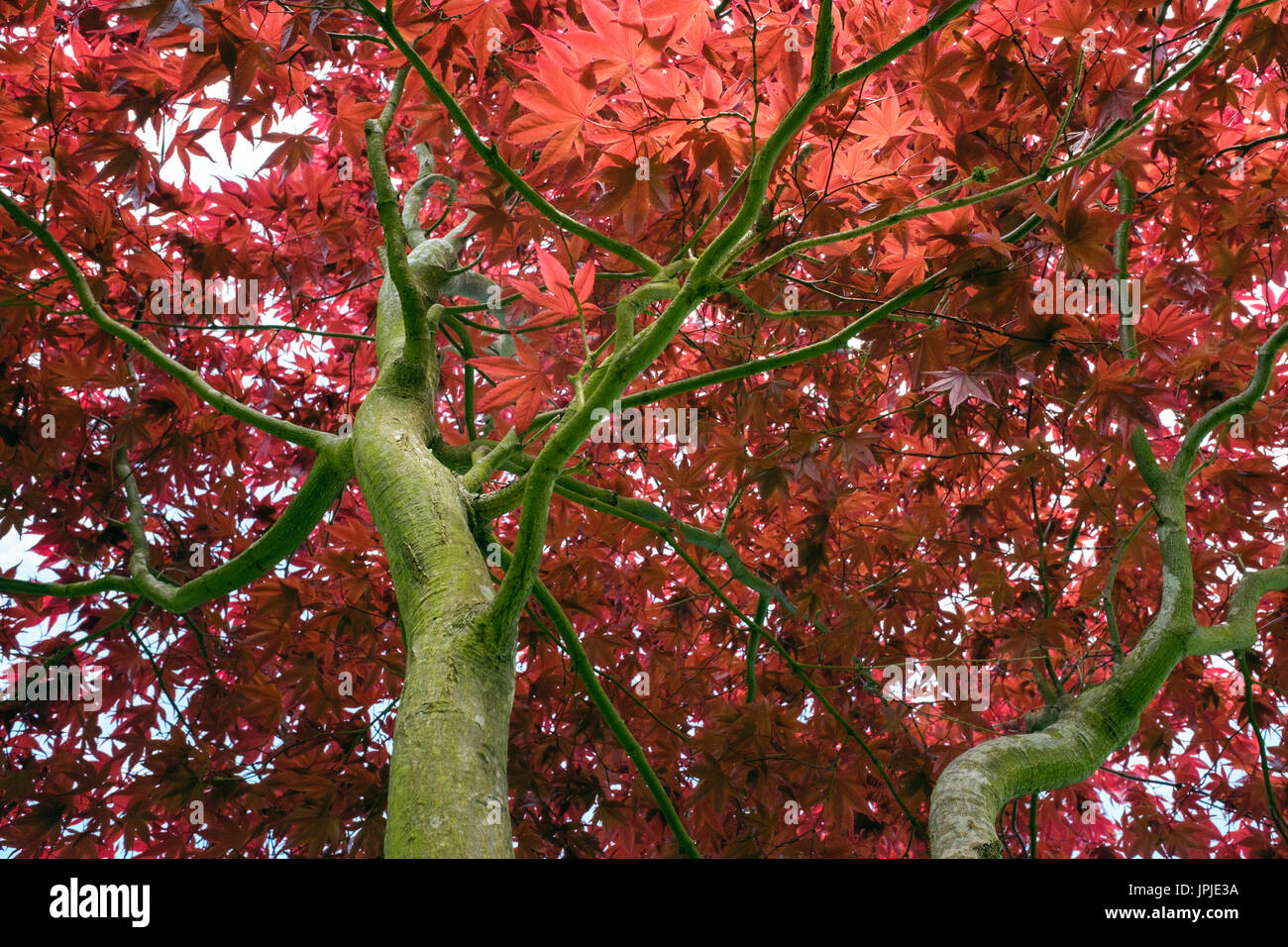 Suchen der Zweige zu rote Blätter Japanischer Ahorn (Acer palmatum 'Atropurpureum') von unten mit frühen Sommer Laub mit Hintergrundbeleuchtung gesehen. Großbritannien Großbritannien Stockfoto