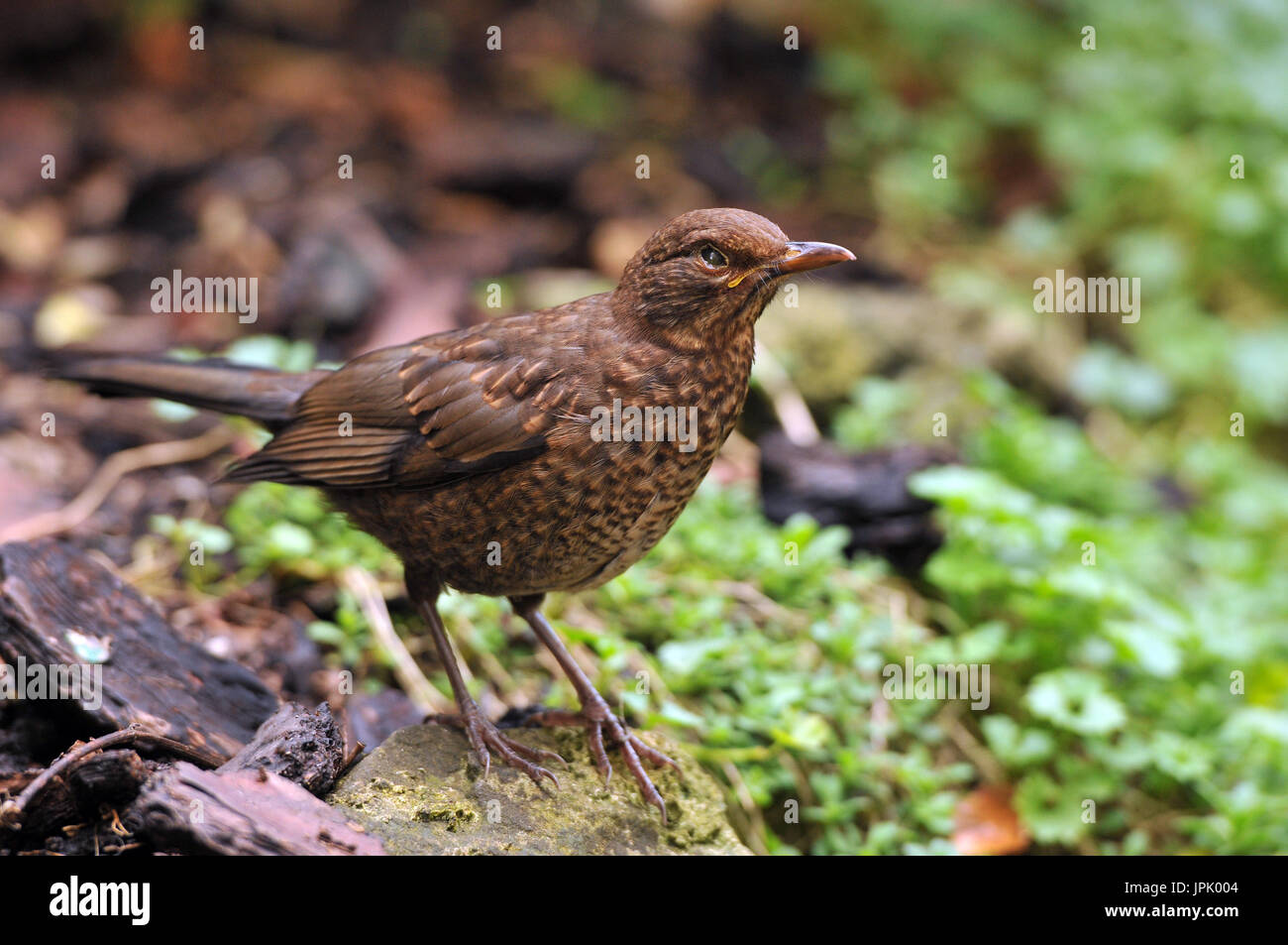Eine weibliche Soor oder Blackbird sitzen oder auf einem niedrigen in