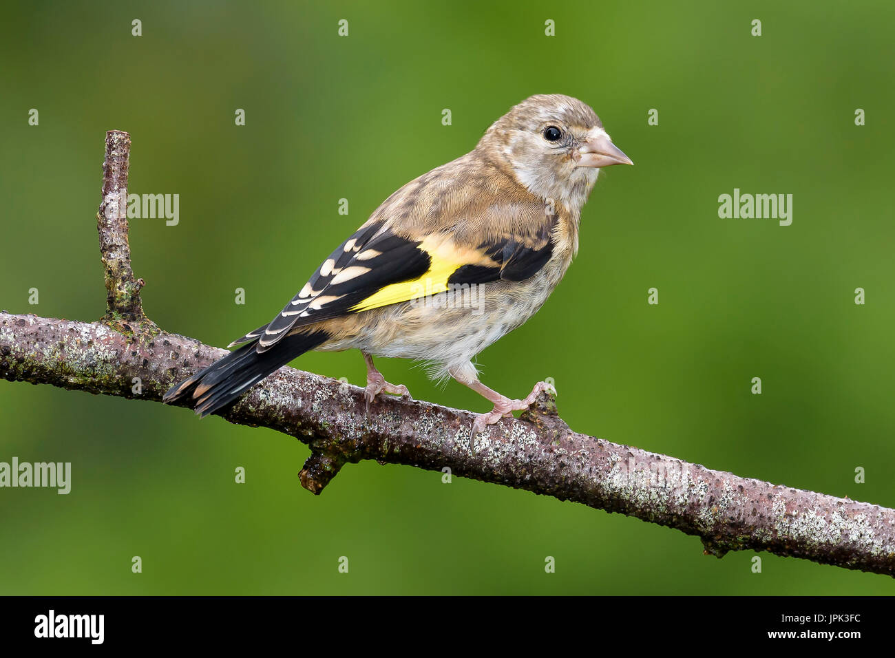 Juvenile Stieglitz (Zuchtjahr Zuchtjahr) thront auf einem Zweig, Dorset, Großbritannien Stockfoto