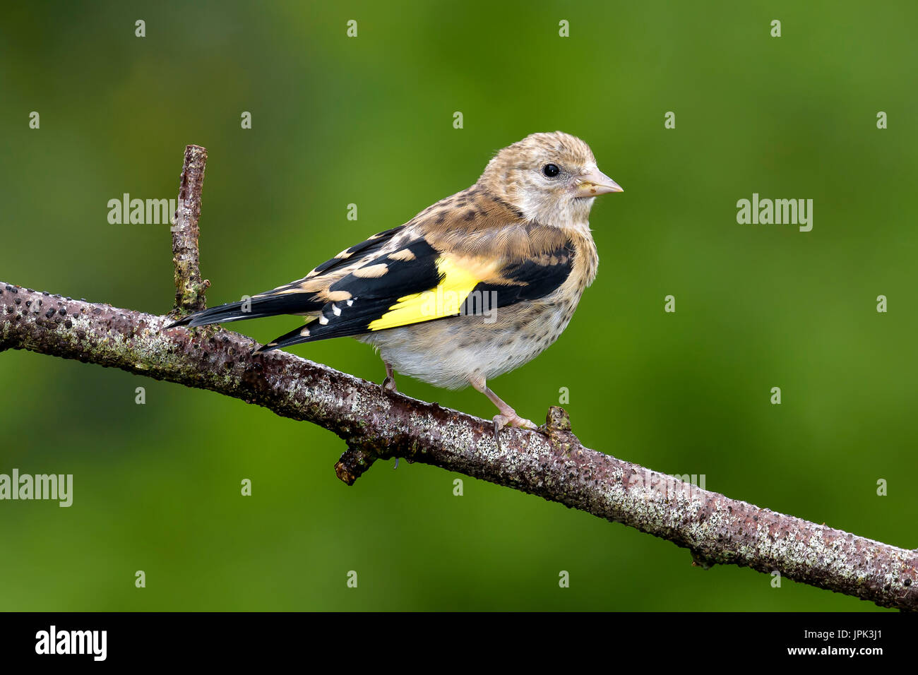 Juvenile Stieglitz (Zuchtjahr Zuchtjahr) thront auf einem Zweig, Dorset, Großbritannien Stockfoto