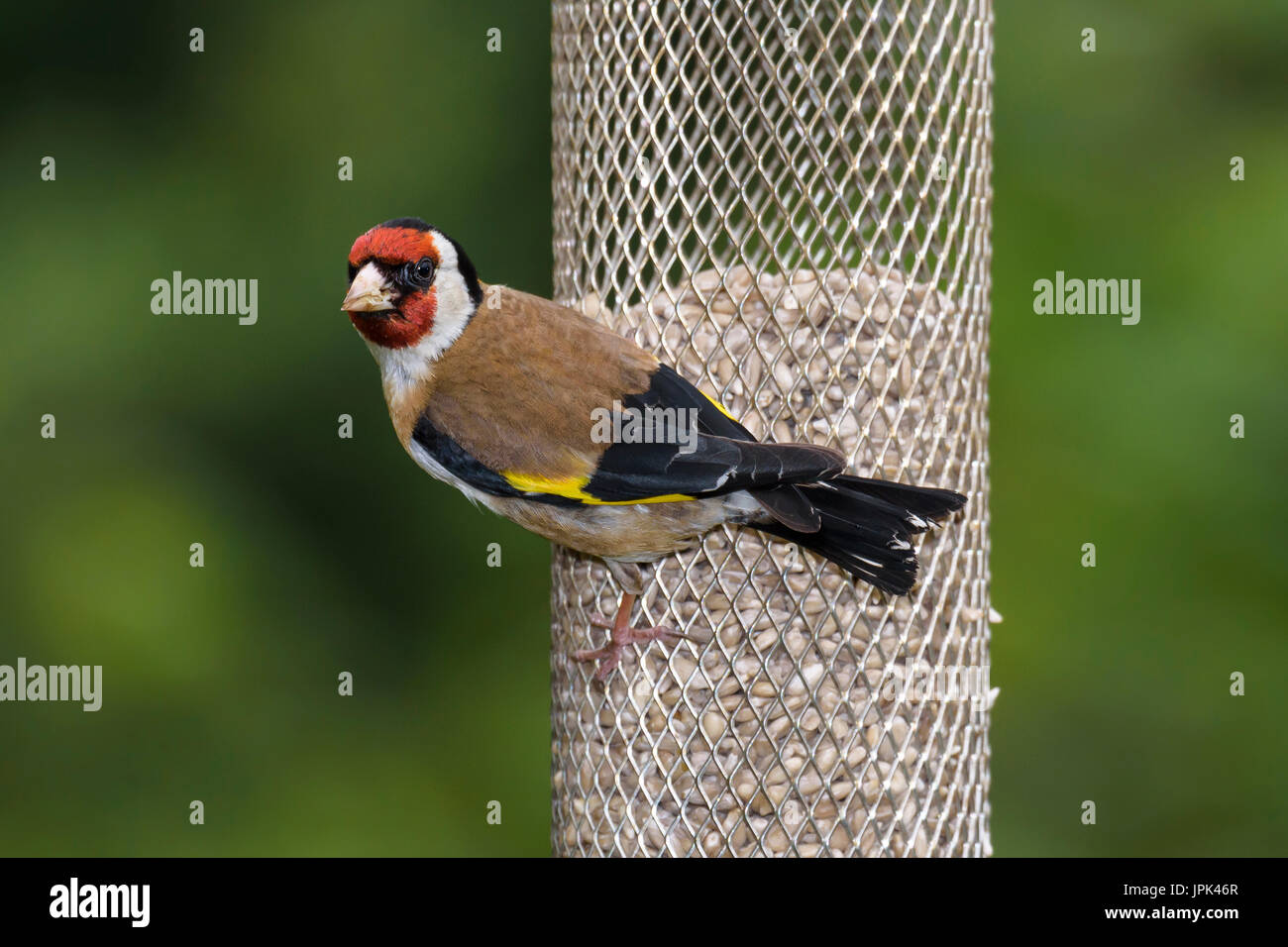 Stieglitz (Zuchtjahr Zuchtjahr) thront auf einem Vogelhäuschen, Dorset, Großbritannien Stockfoto