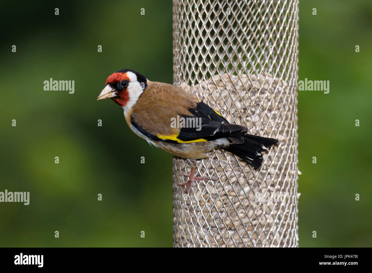 Stieglitz (Zuchtjahr Zuchtjahr) thront auf einem Vogelhäuschen, Dorset, Großbritannien Stockfoto
