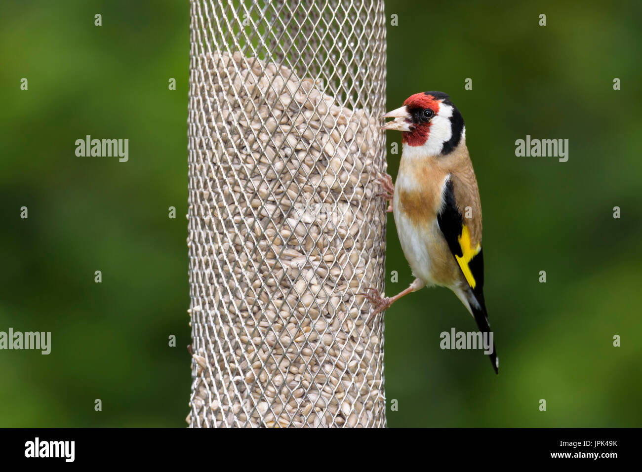 Stieglitz (Zuchtjahr Zuchtjahr) thront auf einem Vogelhäuschen, Dorset, Großbritannien Stockfoto