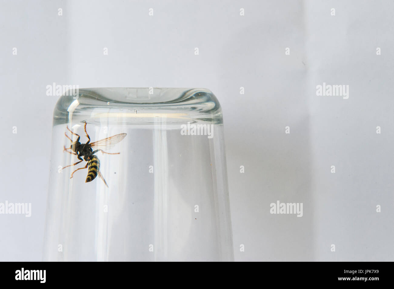 Eine Wespe gefangen in einem Glas Stockfoto