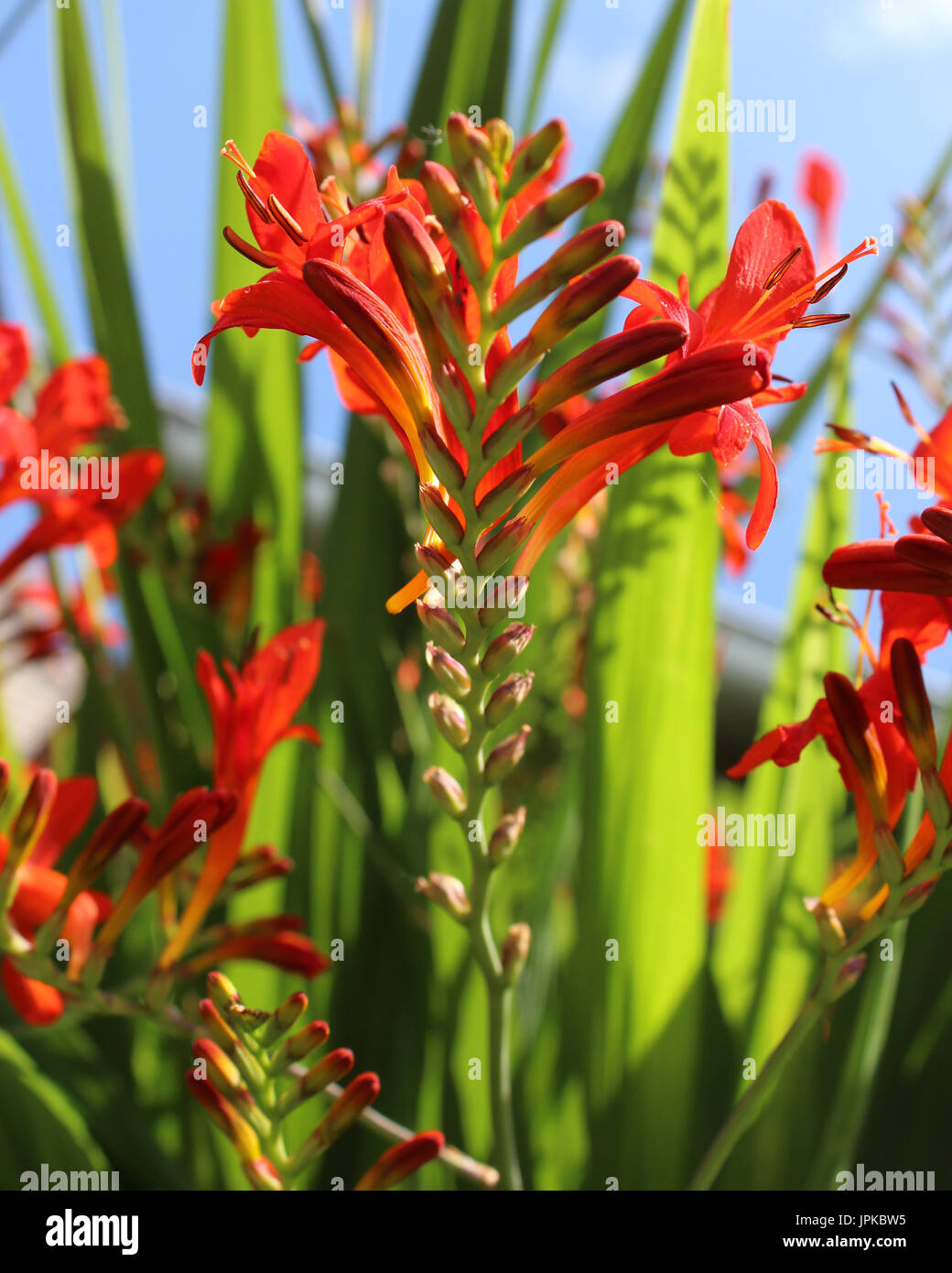 Die schönen tief Orangen Blumen von Crocosmia "Lucifer" eine mehrjährige Pflanzen auch bekannt als Monbretia. Stockfoto