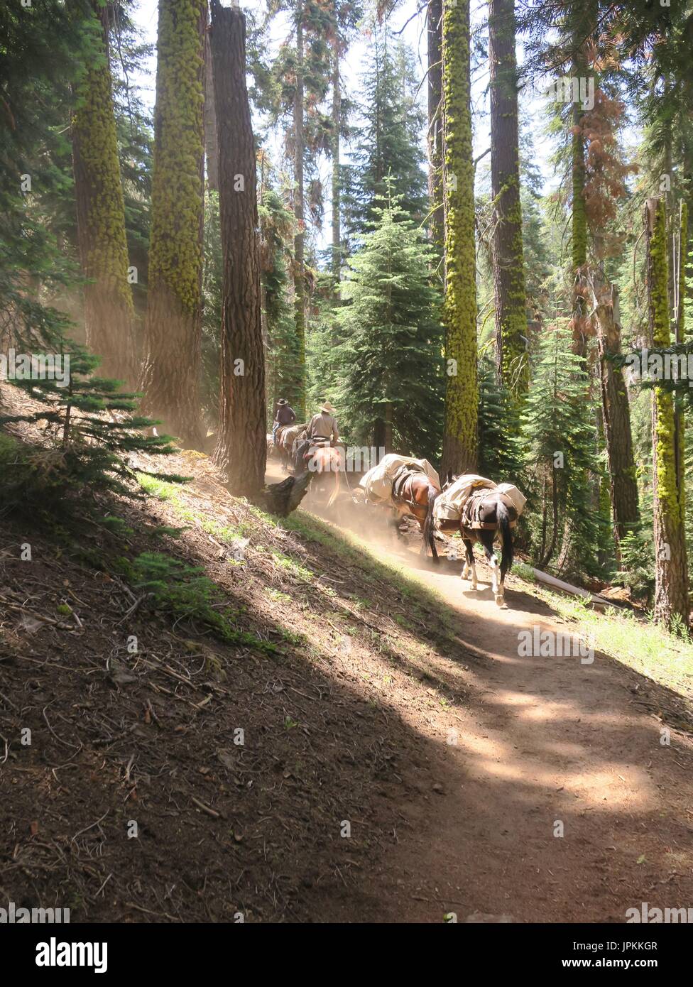 Pack Maultier Zug auf eine hohe Sierra Spur, Sequoia Nationalpark, Kalifornien Stockfoto