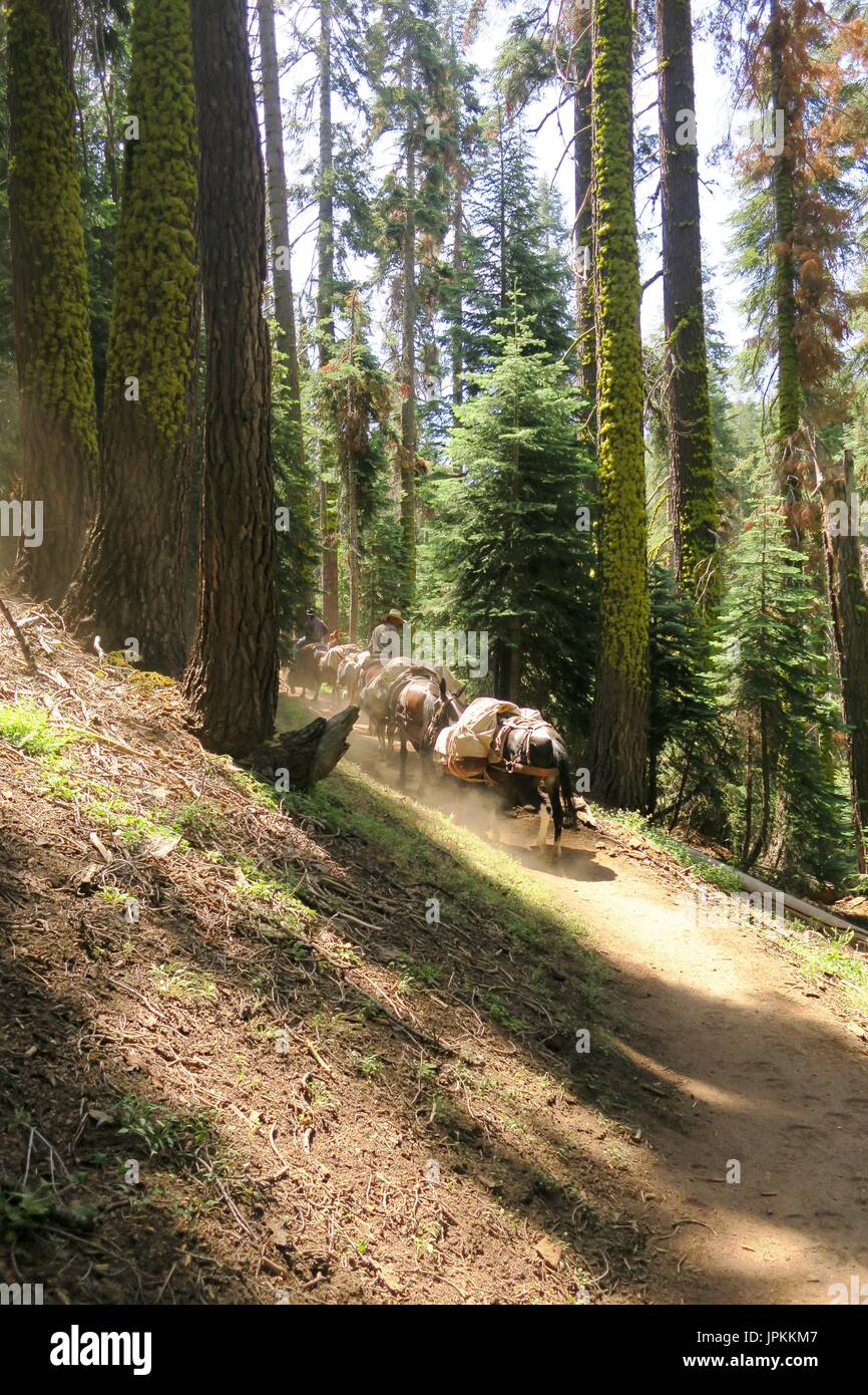 Pack Maultier Zug auf eine hohe Sierra Spur, Sequoia Nationalpark, Kalifornien Stockfoto