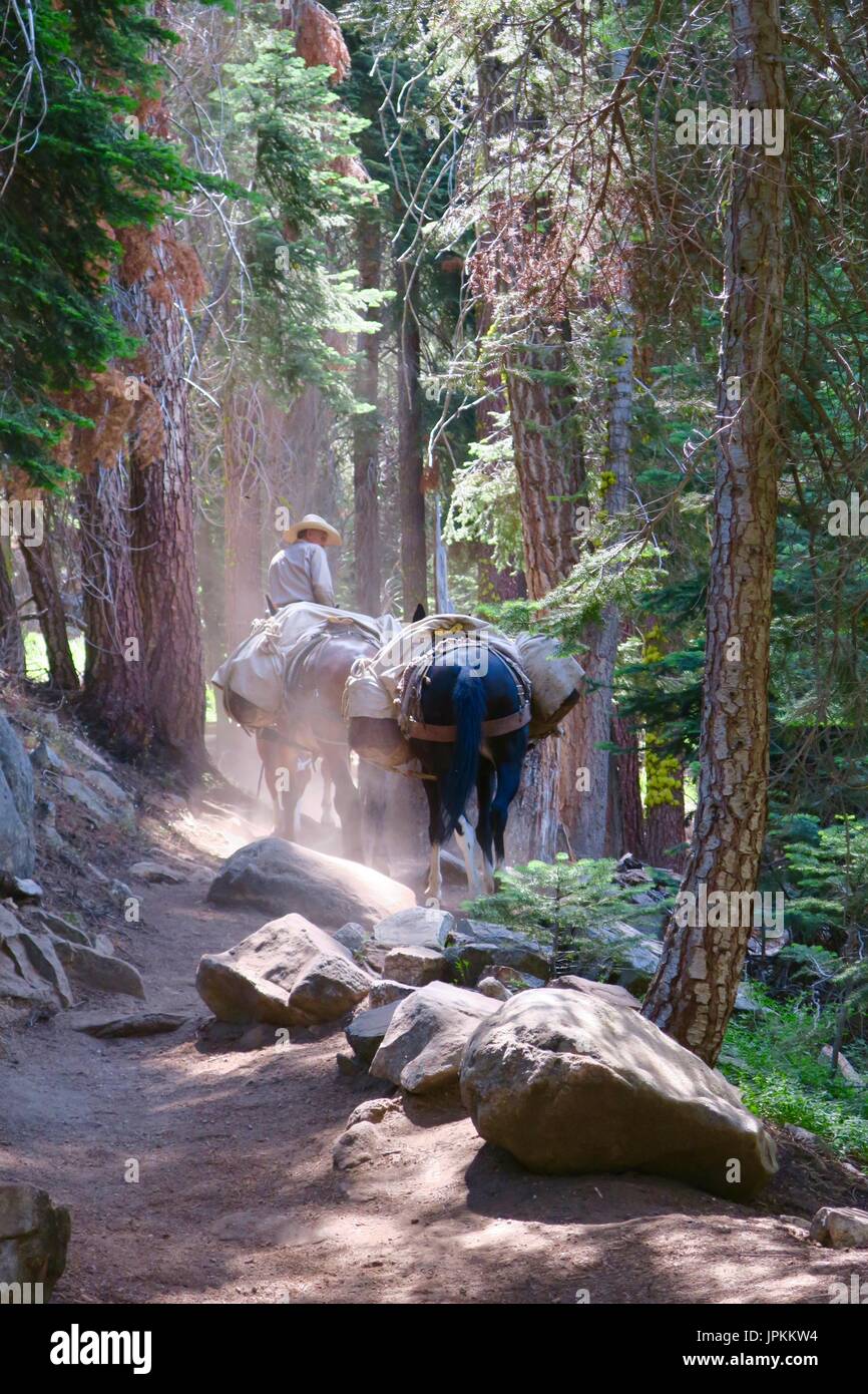 Pack Maultier Zug auf eine hohe Sierra Spur, Sequoia Nationalpark, Kalifornien Stockfoto