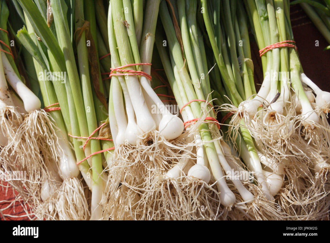 Mohawk Valley, New York State - Frühlingszwiebeln, USA Stockfoto