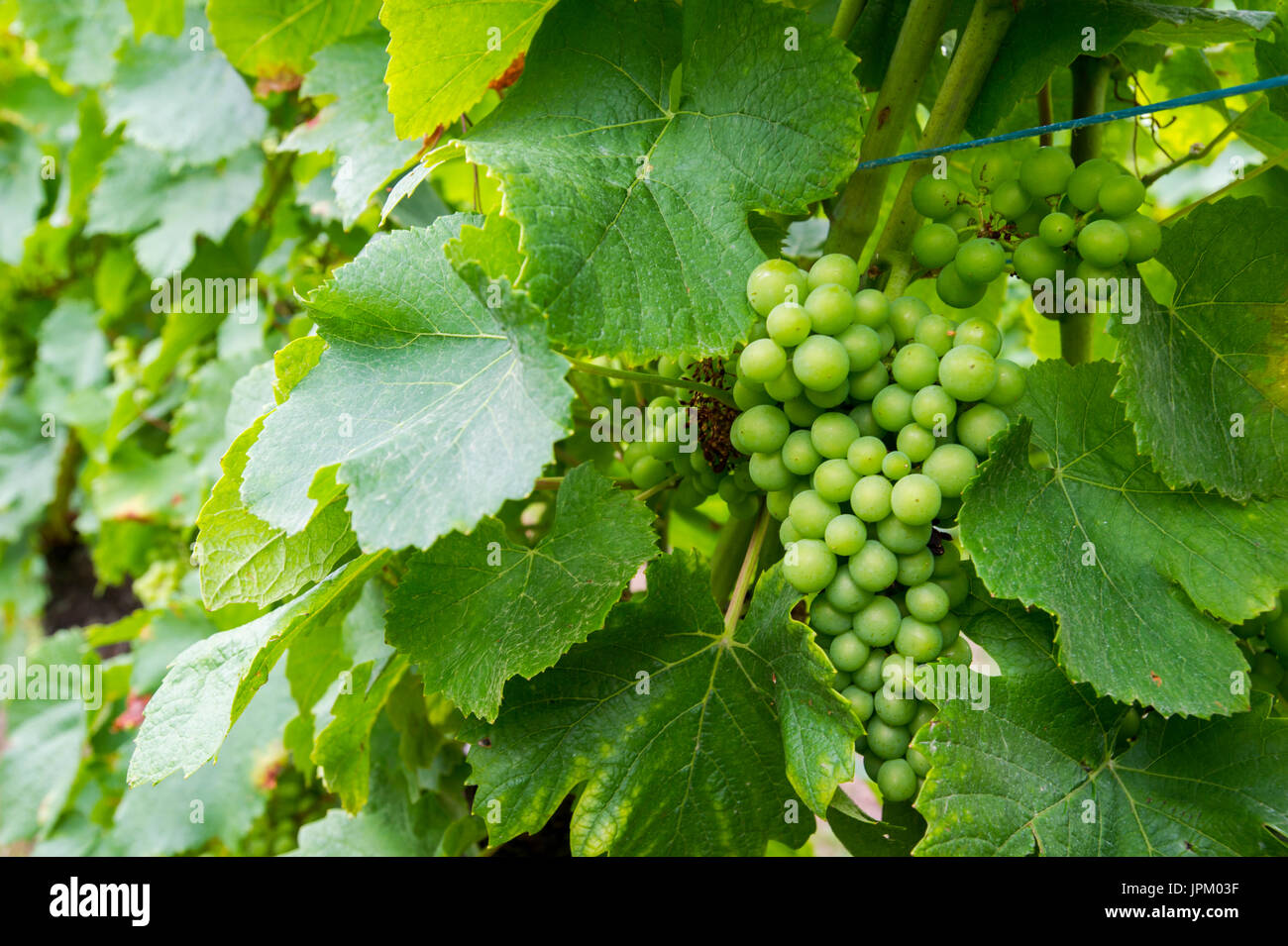 Weinberge im Elsass und in Frankreich und Deutschland, Rheingau Weinanbaugebiete, berühmte Winzer bieten Weinproben und sind stolz auf ihren Wein, Stockfoto