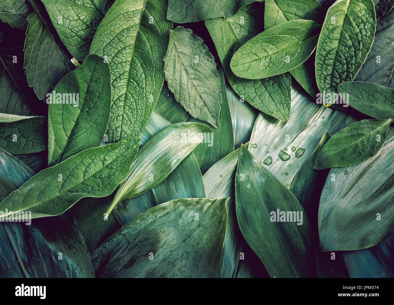Getönten Blätter Blatt Textur grünen organischen Hintergrund Makro Layout closeup Stockfoto