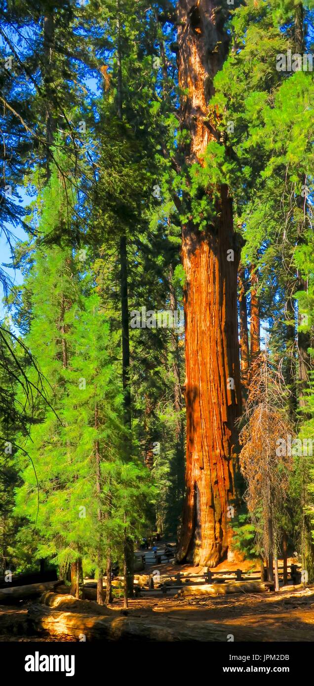 General Sherman Baum, Giant Sequoia Sequoia National Park, Kalifornien, USA Stockfoto