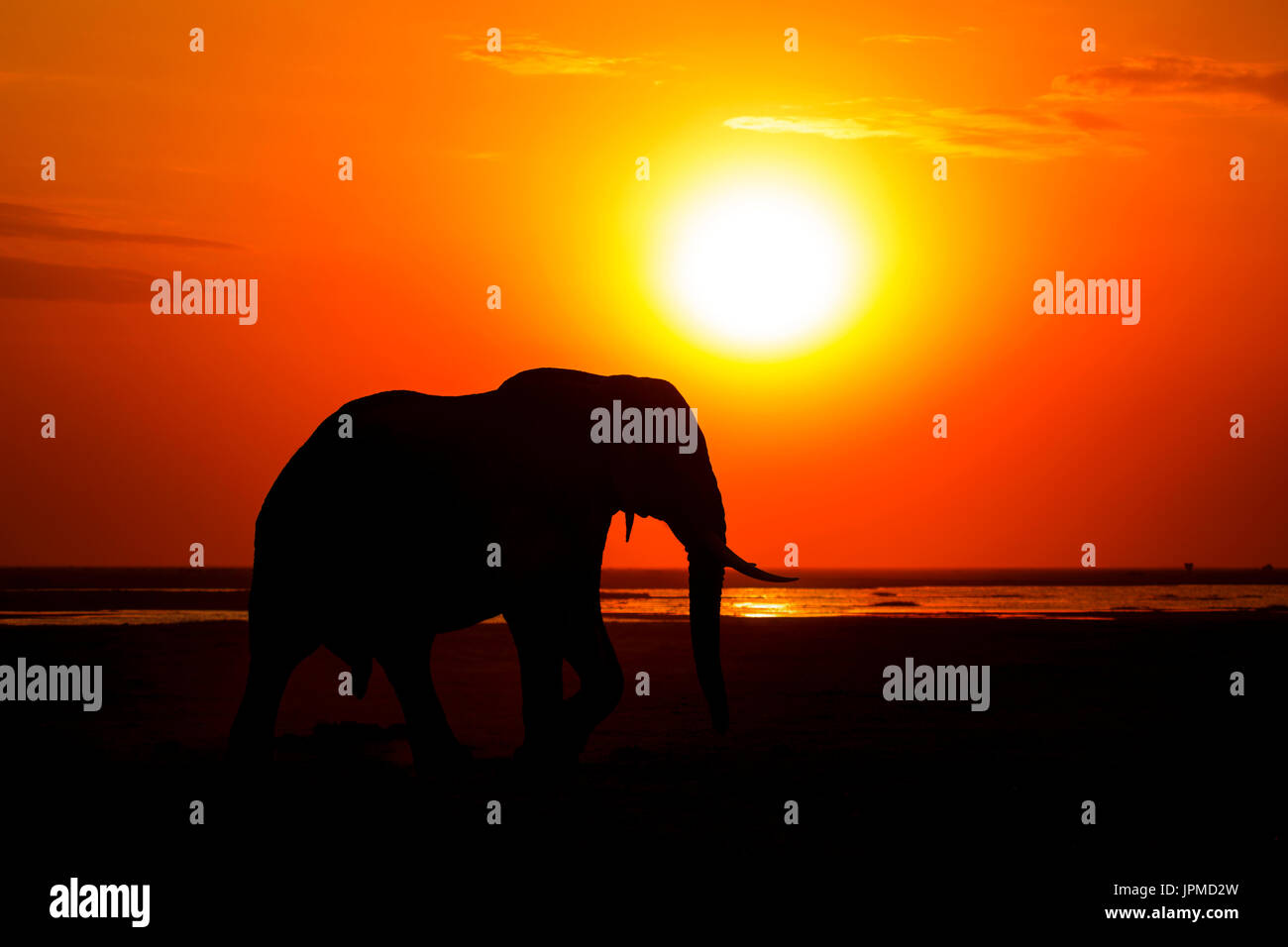 Wie die Sonne auf den weiten Ebenen des Amboseli National Park getaucht, überqueren eine männliche Elefanten Sie die Straße Richtung Hochland. Stockfoto