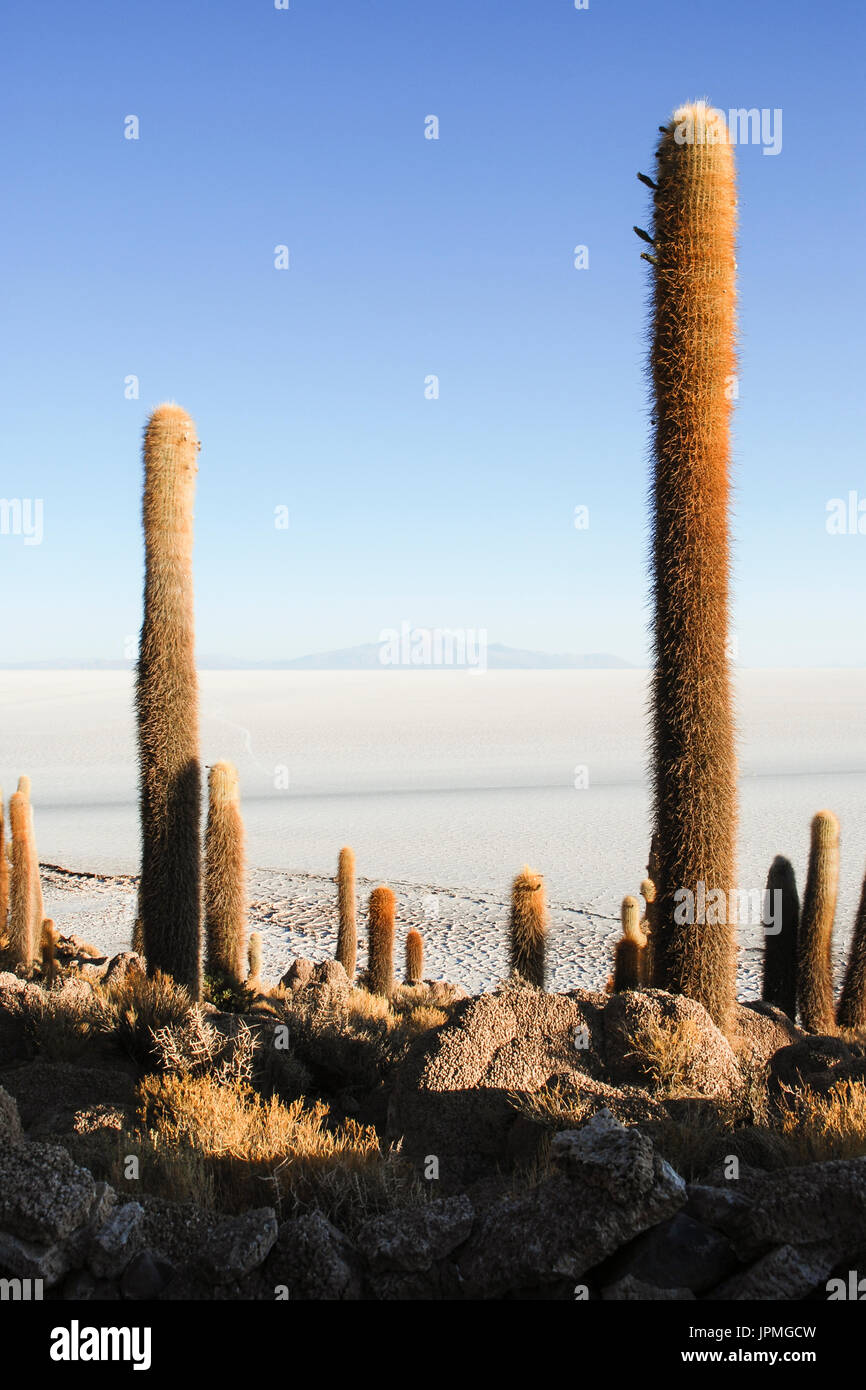 Isla de Los Pescadores, Salar de Uyuni, Bolivien Stockfoto