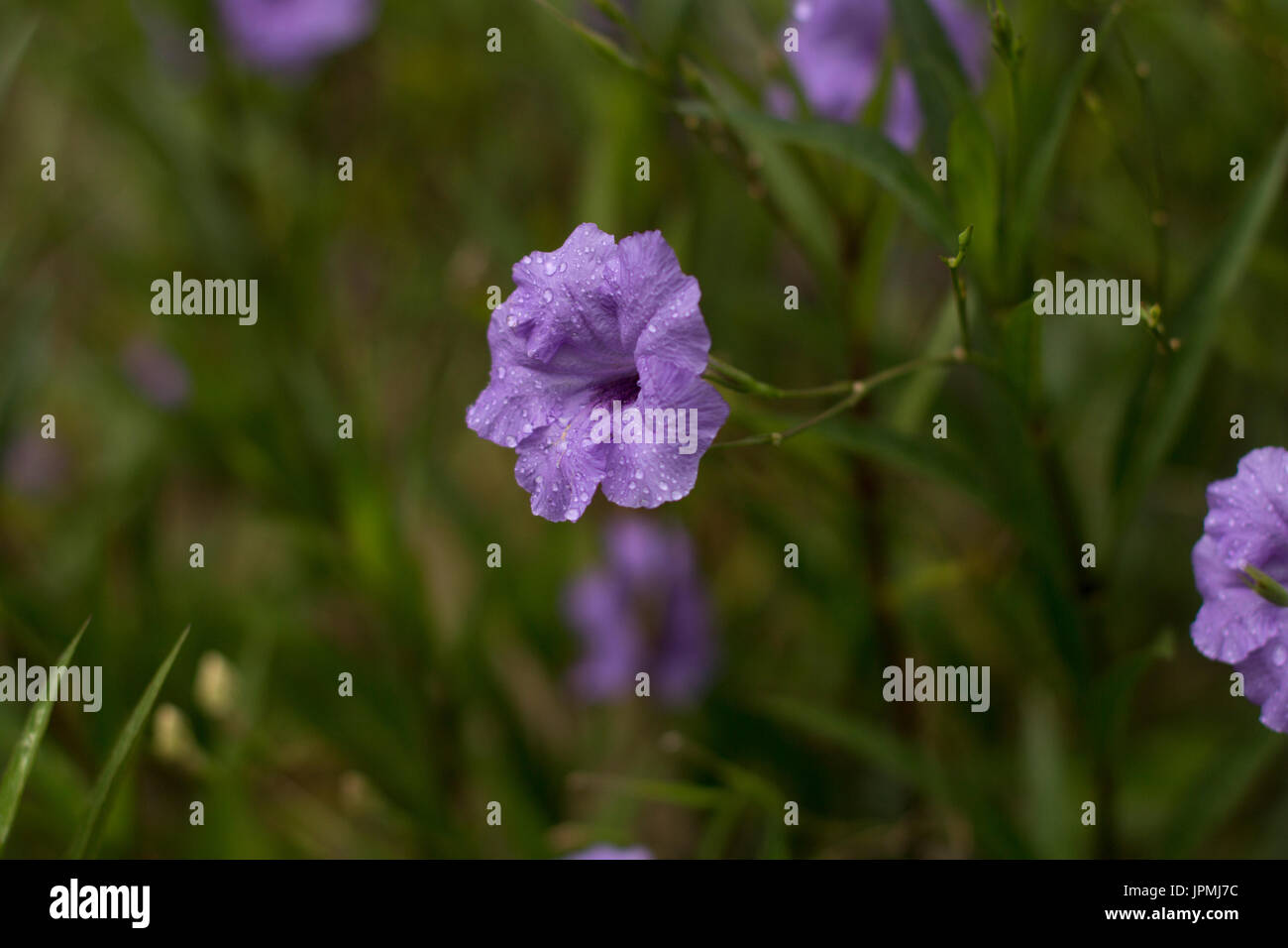 Eine kleine lila Blume steht im Fokus, die noch Regentropfen vor dem Regen, der gerade gefallen war. Stockfoto