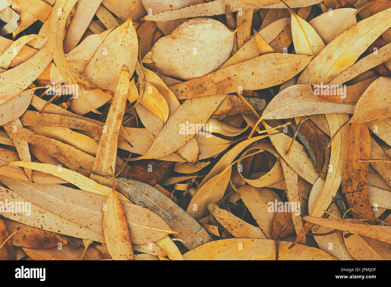 Trockener gefallener brauner Baum Blätter, Laub Hintergrund, Herbst Herbst, stimmungsvolle Atmosphäre, bereit, getönten, Matte, Hipster Textstil Stockfoto