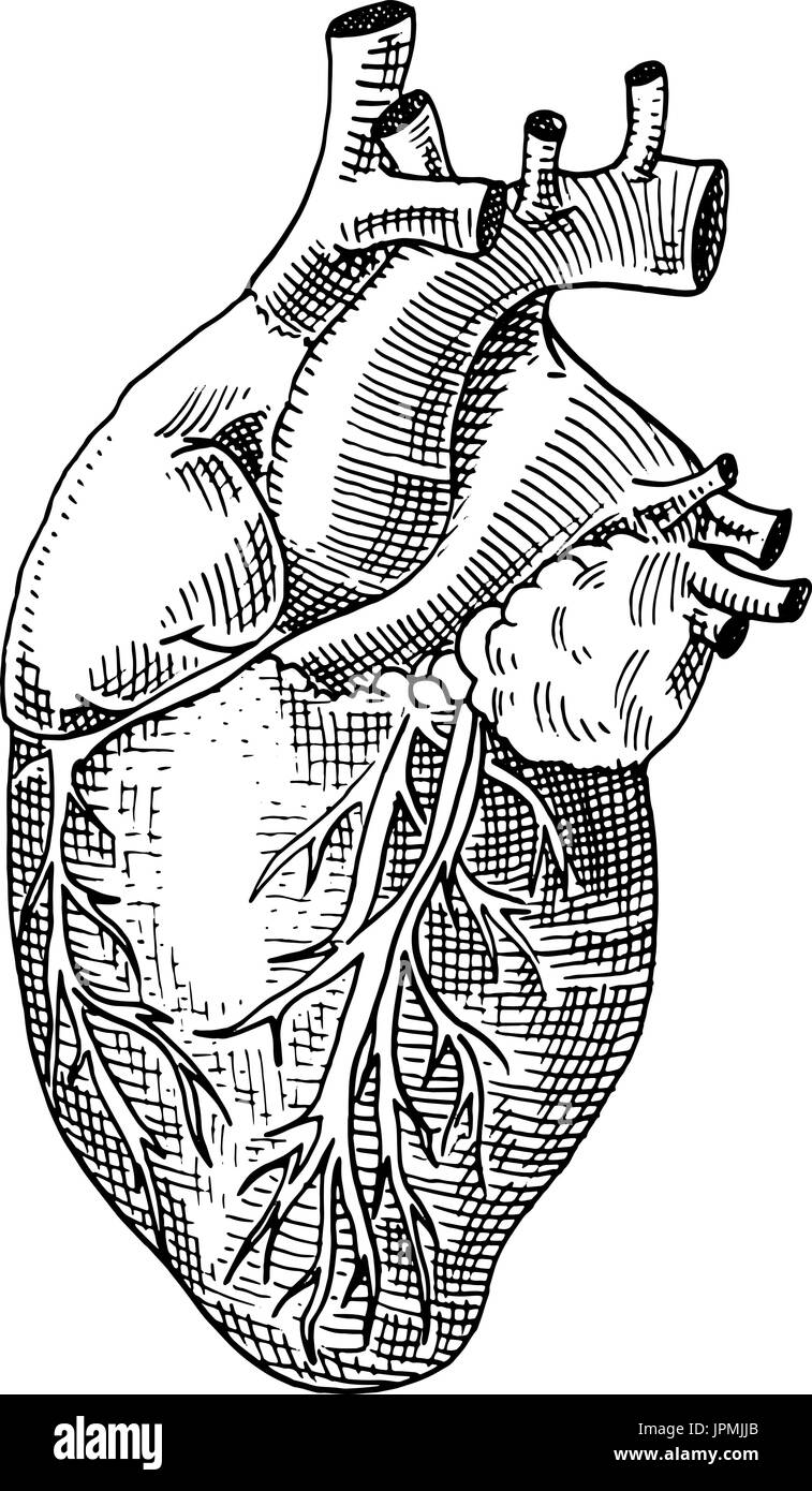 Diagrammherz, die Anatomie, menschliches Herz zeichnet, Anatomie, Winkel,  Bereich png | PNGWing