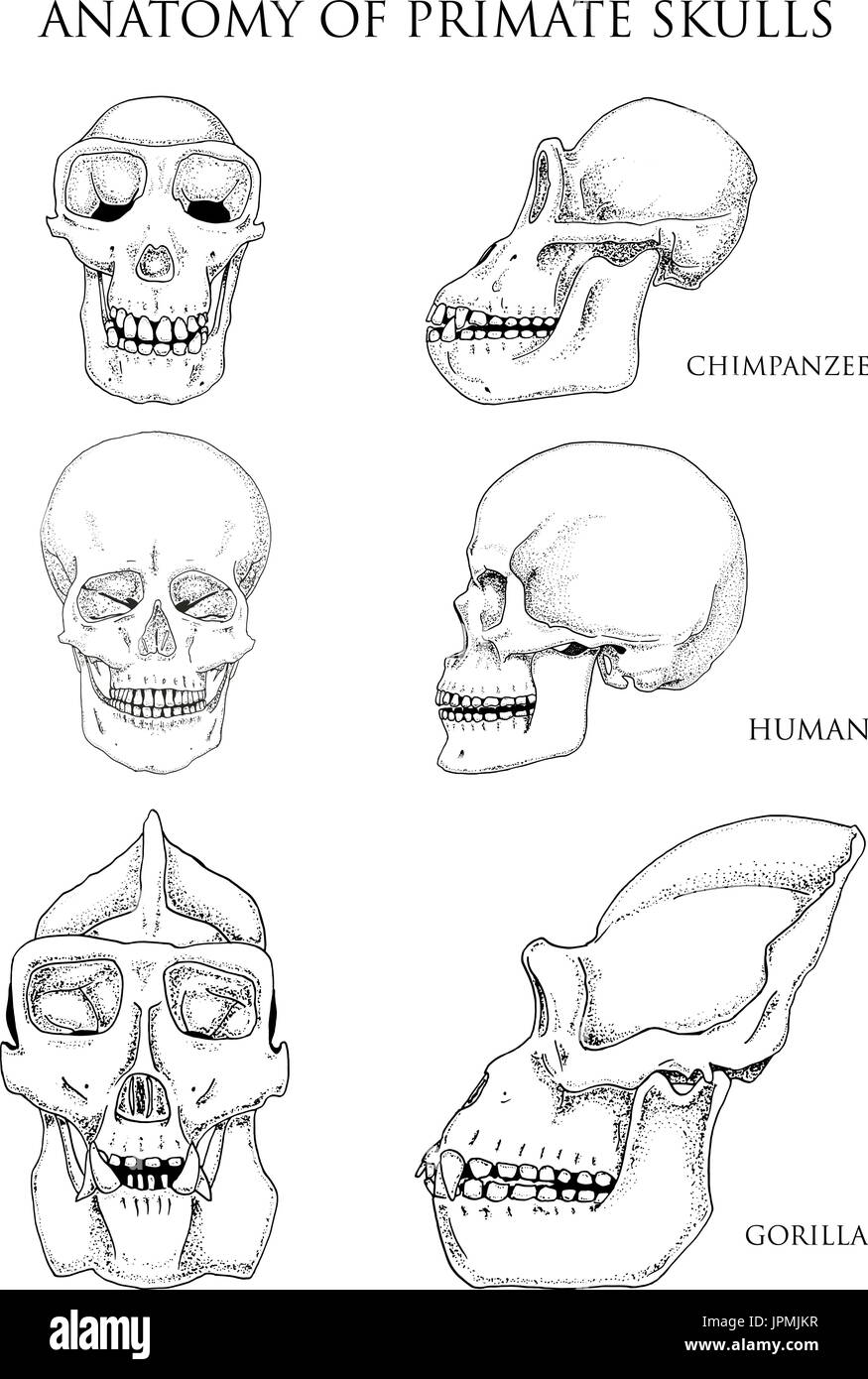 Mensch und Schimpanse, Gorilla. Biologie und Anatomie-Illustration. gravierte handgezeichnete im alten Skizze und Vintage-Stil. Affe Schädel oder Skelett oder Knochen Silhouette. Vorderansicht oder Gesicht und Profil. Stock Vektor