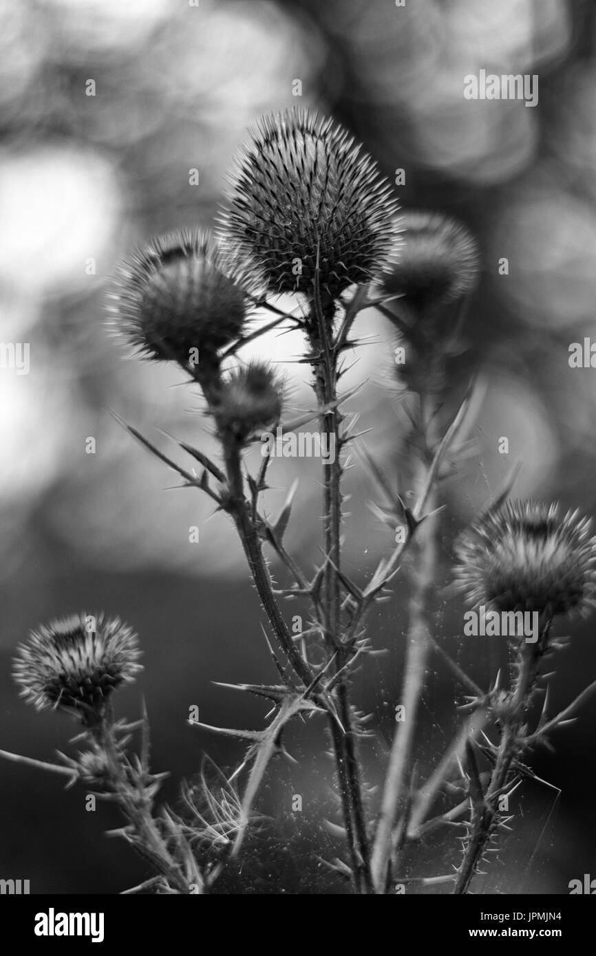 Thistle (Cirsium vulgare) mit Bokeh im Hintergrund Stockfoto
