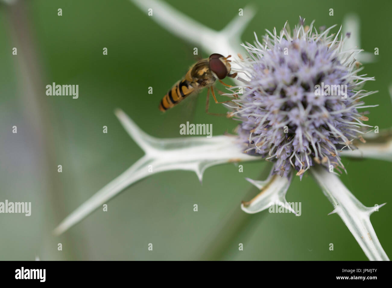 Stecker hoverfly Ernte von Eryngium Planum (Sea Holly) Stockfoto