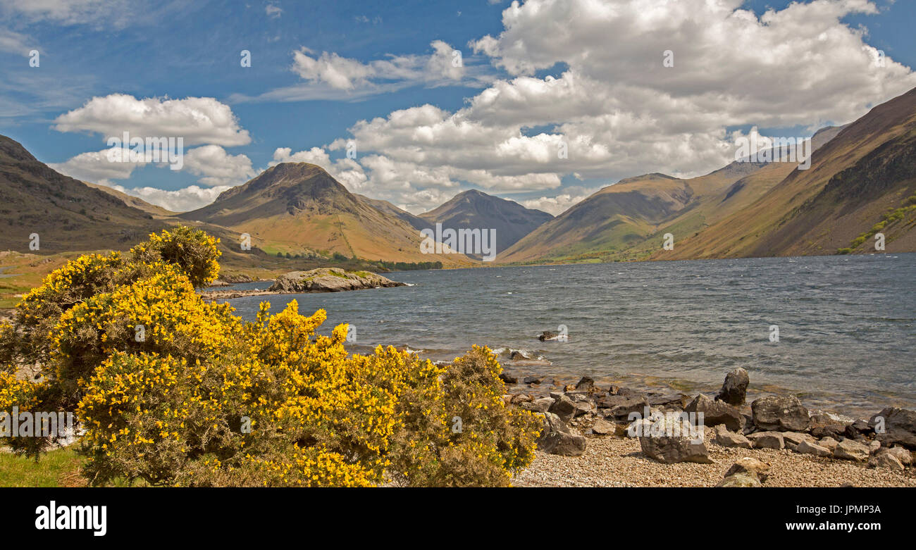 Panoramablick auf Wastwater, weite See durch die kargen Hügel und Berge gesäumt, Lake District, Cumbria, England unter blauem Himmel mit Ginster Blumen Stockfoto